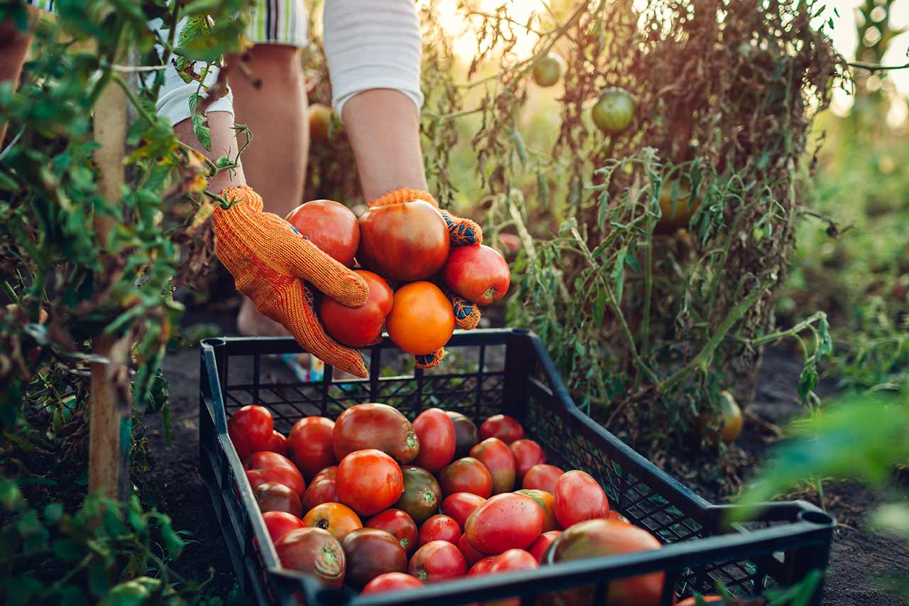 alimentation Agriculture agence cabinet conseil consulting