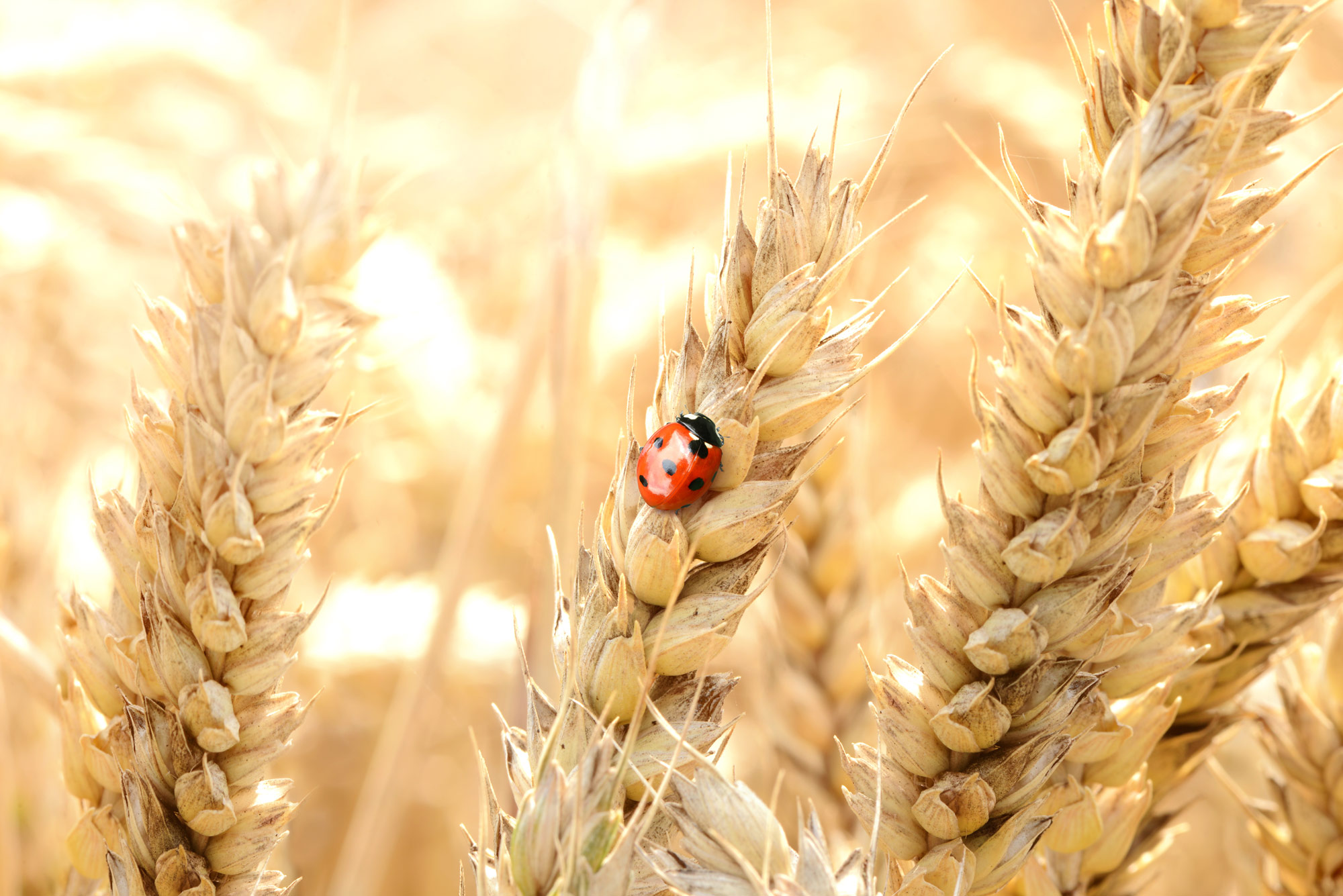 Biological control Agency Consulting firm Experts Specialists Consultancy