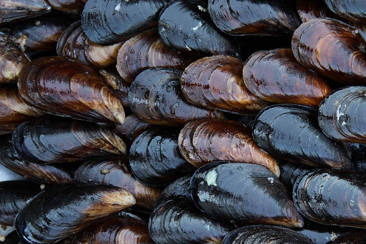 biomimicry and smart materials agence cabinet conseil consulting