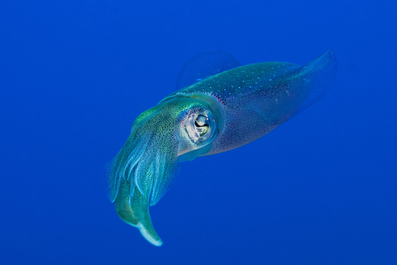 biomimicry and smart materials agence cabinet conseil consulting