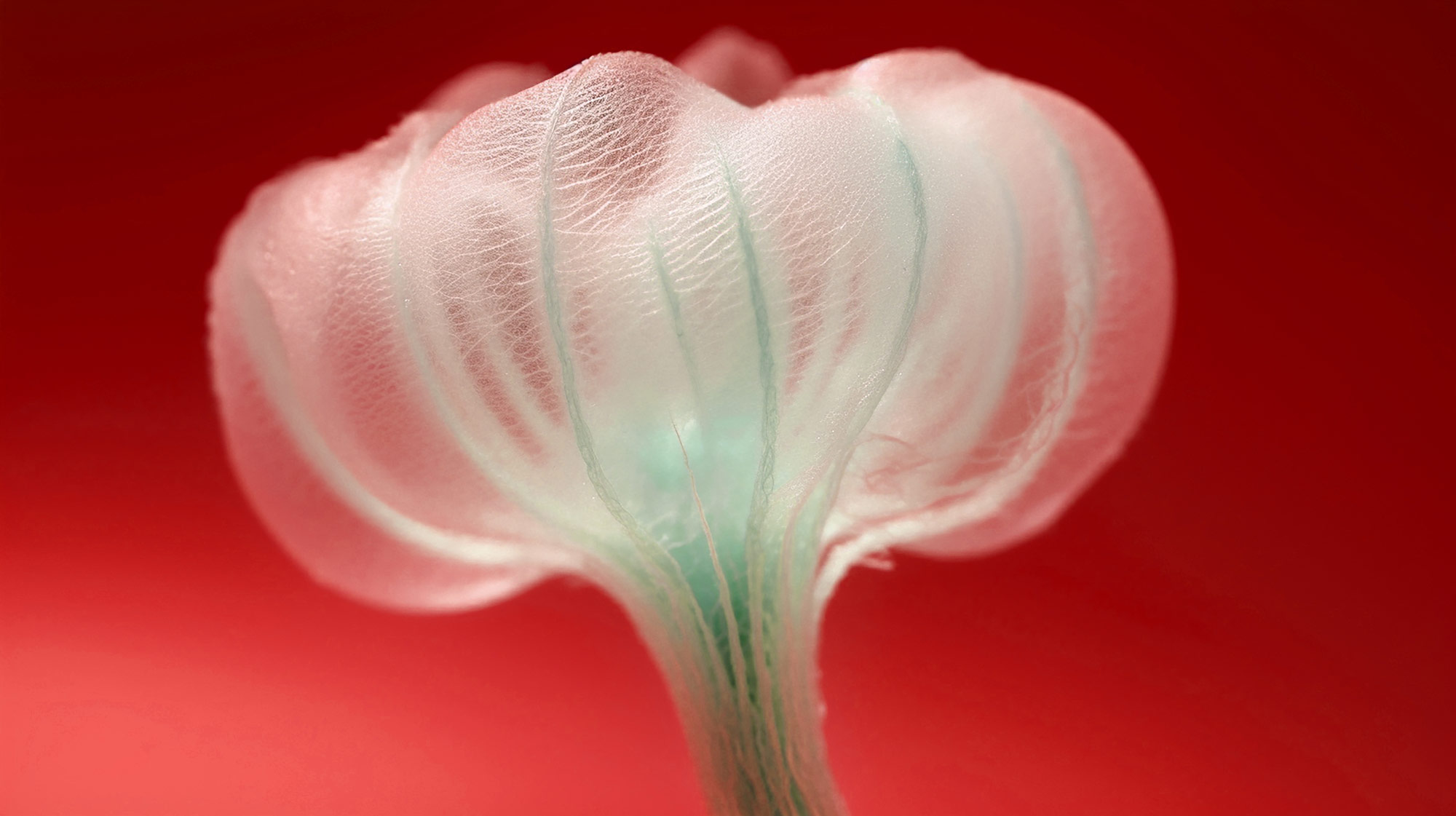 Biomimicry Agency Consulting firm Experts Specialists Consultancy