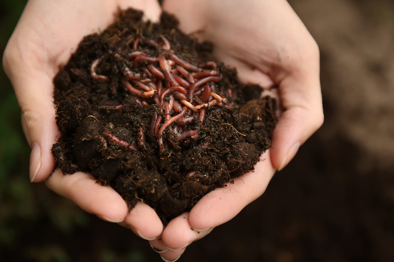 insect industry agency consulting consultancy experts