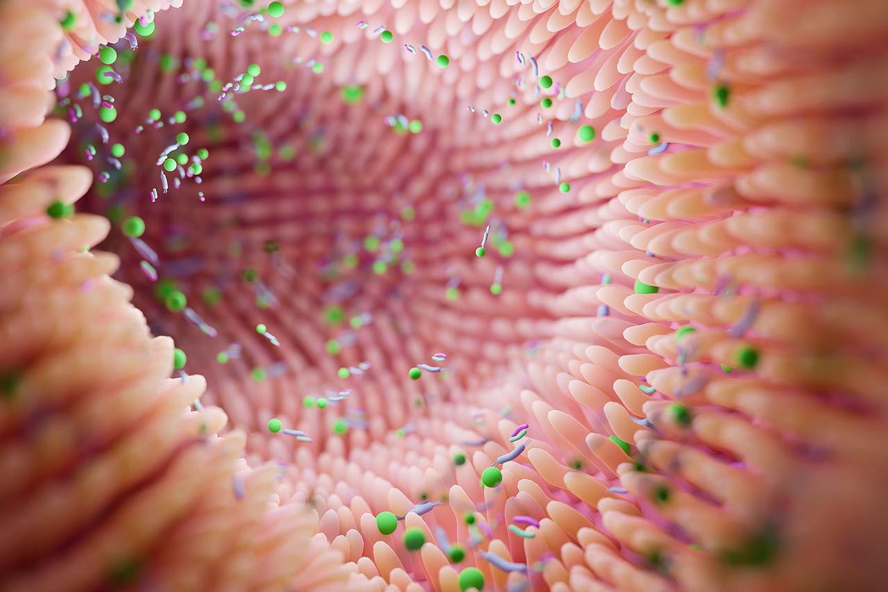 Intestinal Microbiota agence cabinet conseil consulting