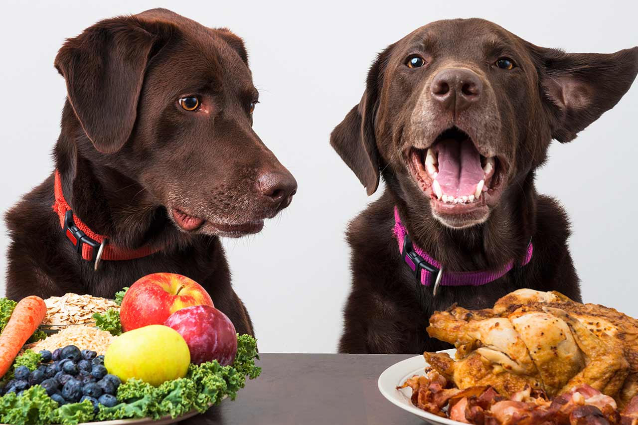 pet food agence cabinet conseil consulting