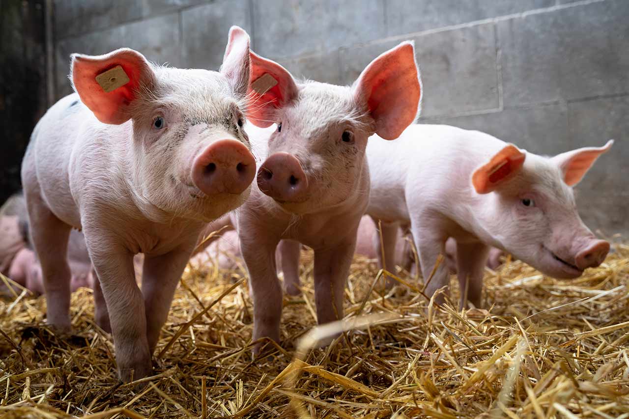 african swine fever and avian influenza agence cabinet conseil consulting
